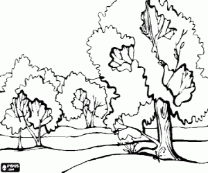 desenho de Paisagem de uma planície com árvores grandes para colorir