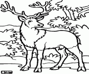 Desenho Cavalo on Desenhos De V Rios Animais Para Colorir Desenhos De V Rios Animais